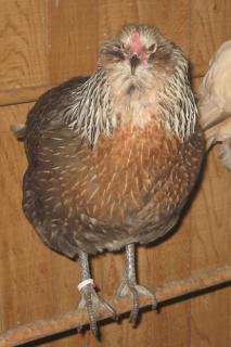 12082_sa_pullet1.jpg