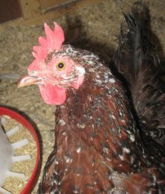12082_ss_hen.jpg