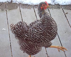 12082_strut.jpg