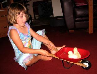 12082_wagon_chicks.jpg