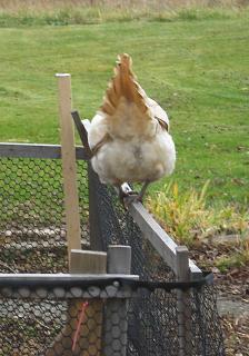 12082_wheaten_butt.jpg