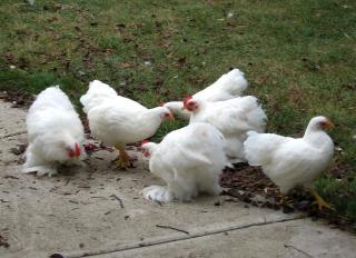 12082_white_babies_sidewalk.jpg