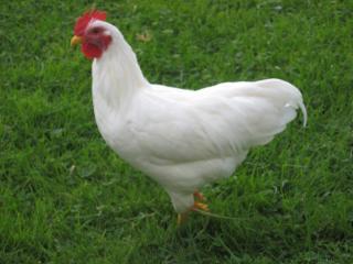 12082_white_rock_cockerel.jpg