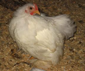 12082_wht_cochin_cockerel_2_mos.jpg