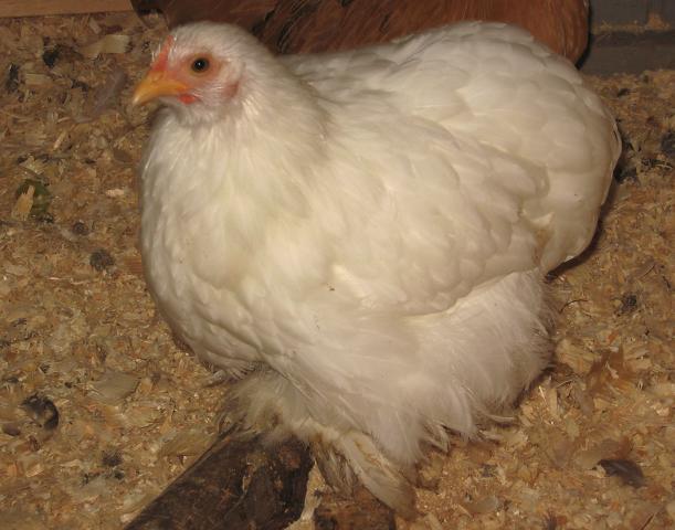12082_wht_cochin_pullet_10.jpg