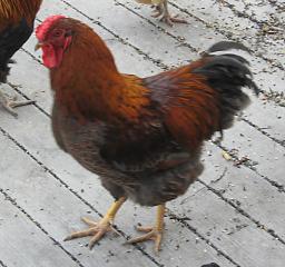 12082_willie_9_mo.jpg