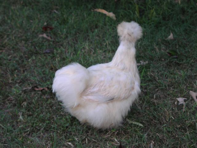 1208_splashporcechickens_002.jpg