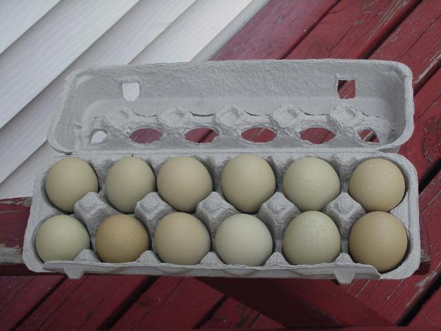 12091_green_eggs_2.jpg