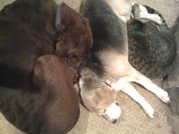 12104_animals.jpg