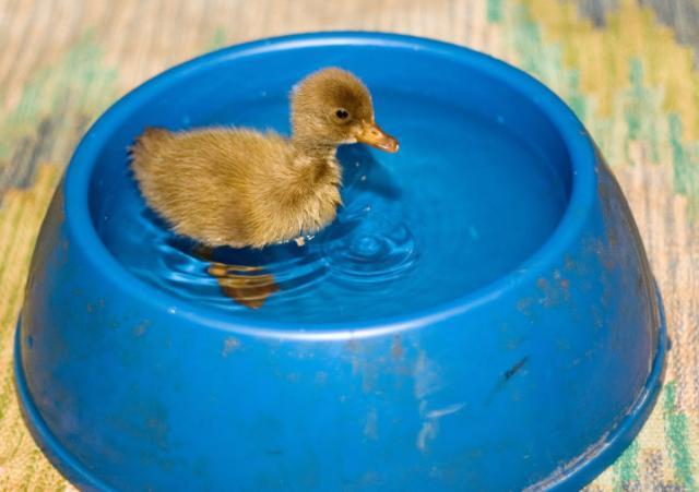 12104_duckie2.jpg