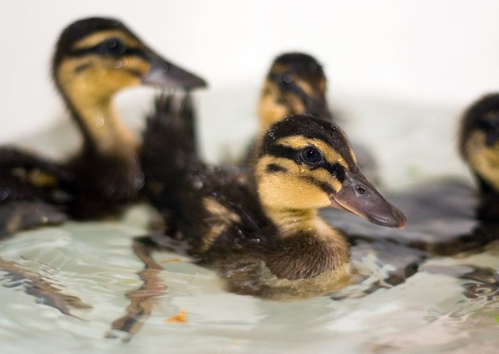 12104_duckies3.jpg