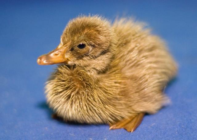 12104_ducky1.jpg