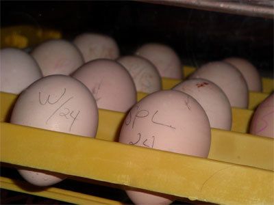 12104_eggies.jpg