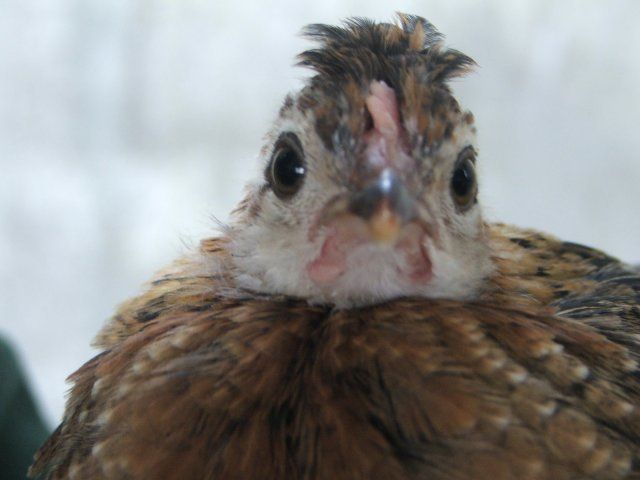 12110_dscf0123.jpg