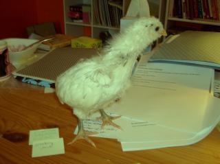 12125_ameraucana4.jpg