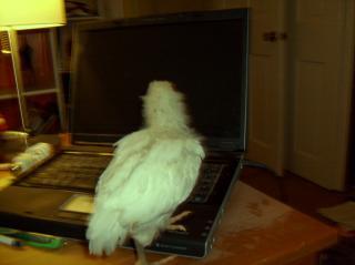 12125_ameraucana7.jpg