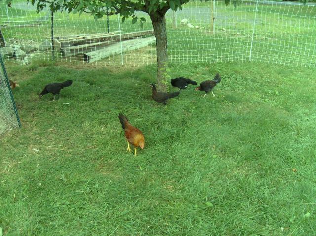 12125_gamefowl_15.jpg