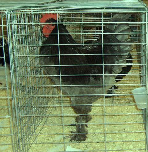 12125_ne_poultry_congress_005a.jpg