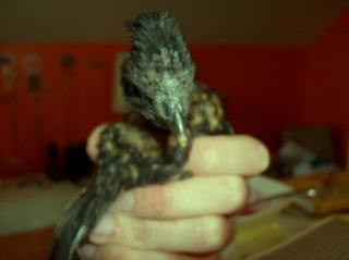 12125_polish-silkie.jpg