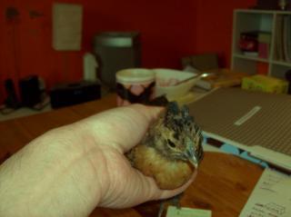 12125_polish-silkie12.jpg