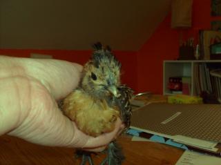 12125_polish-silkie13.jpg