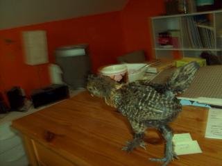12125_polish-silkie14.jpg