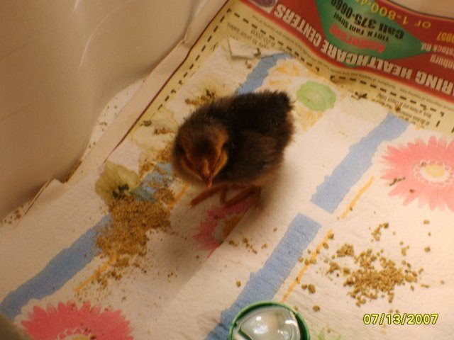 12136_chick_006.jpg