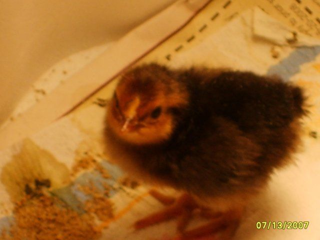 12136_chick_007.jpg