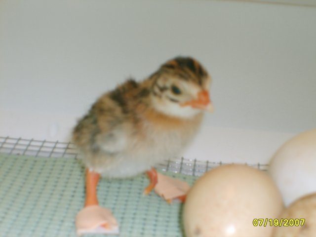 12136_guiena_keet.jpg