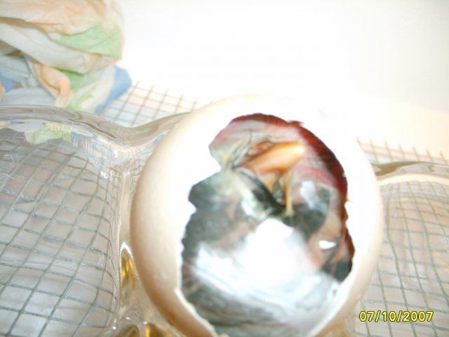 12136_variety_242.jpg