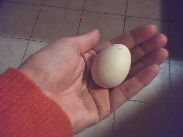 12142_the_first_egg.jpg