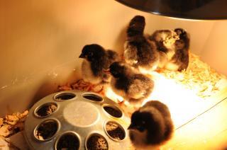 12155_fosters_005.jpg