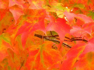12178_img_0534.jpg