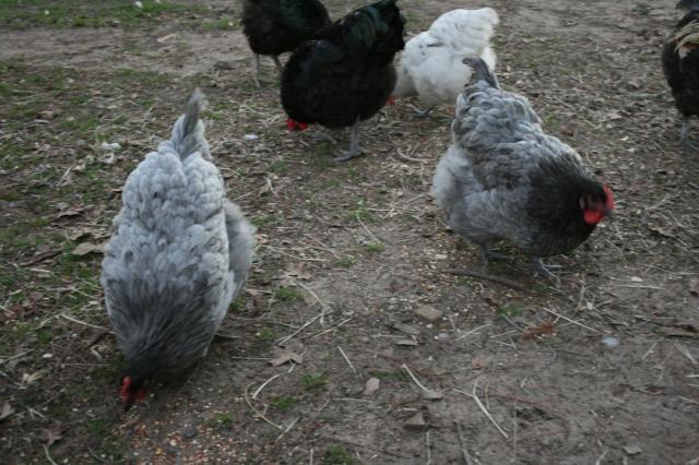 12214_blue_hens.jpg