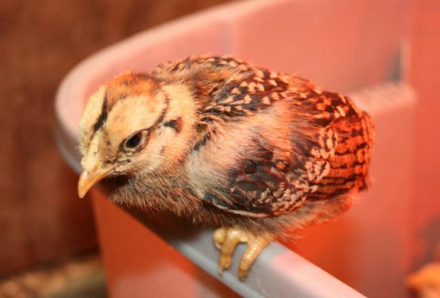 12214_glw_chick.jpg