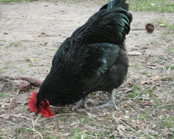 12214_jr.jpg
