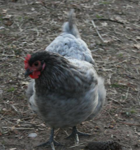 12214_one_blue_hen.jpg