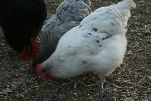 12214_orps.jpg
