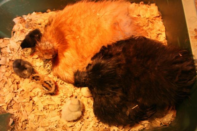 12214_silkie_mamas.jpg