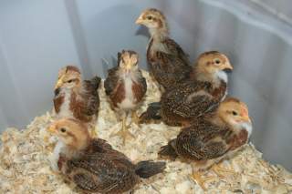 12214_welsummer_chicks.jpg