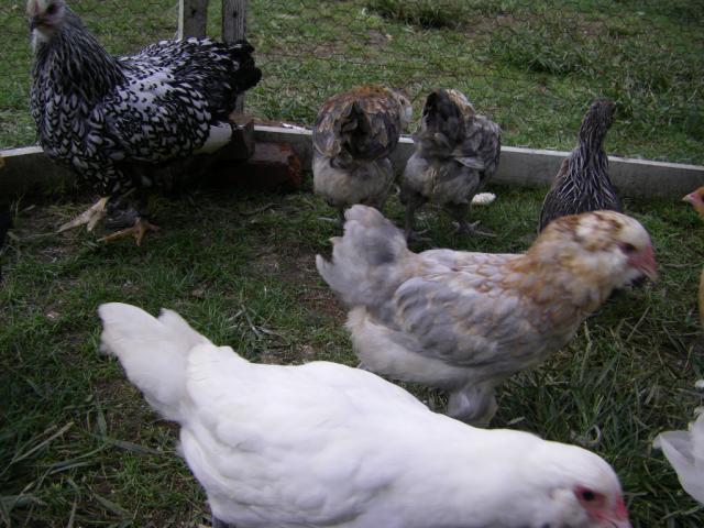 12215_ameraucana8_-_8_wk.jpg
