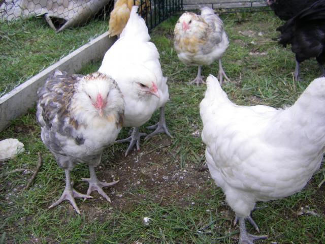 12215_ameraucanas_8_wk.jpg