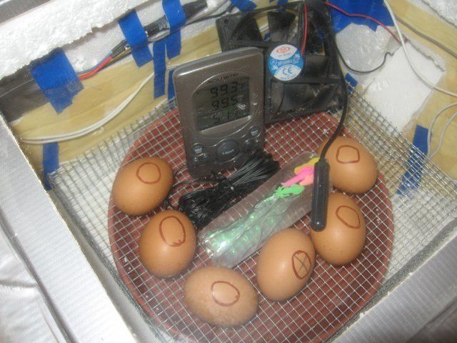 12215_incubator_001.jpg