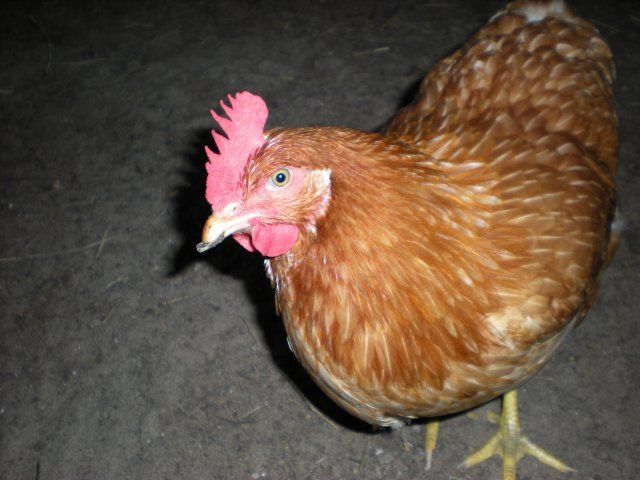 12238_dscn0278.jpg