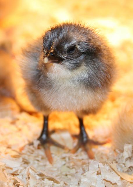 12241_babychicks_009.jpg