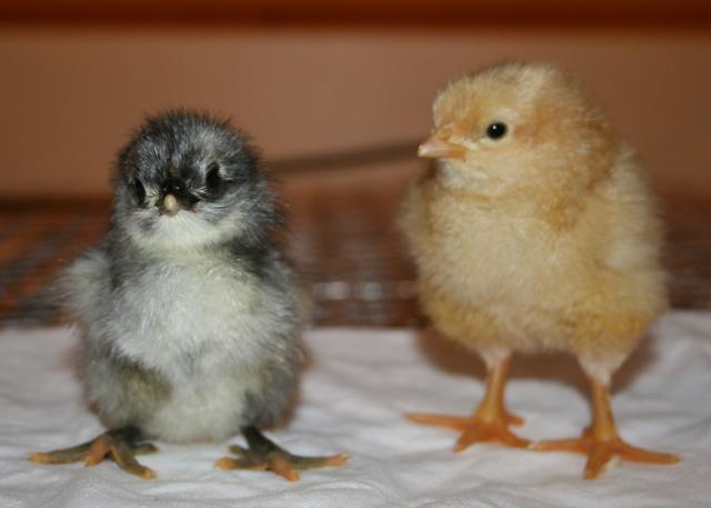 12241_babychicks_018.jpg