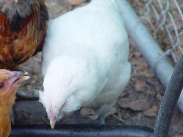 12285_chicken_yard_004.jpg