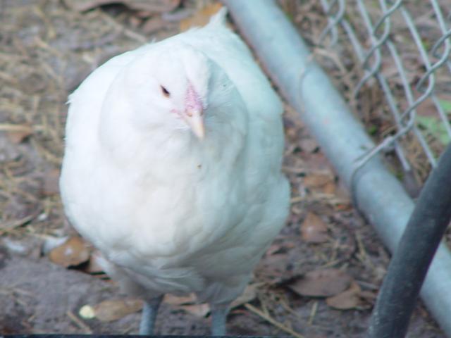 12285_chicken_yard_005.jpg