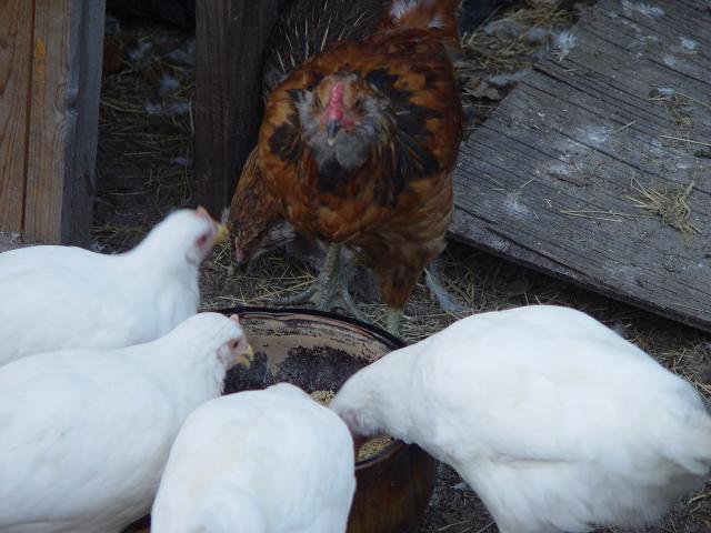 12285_chicken_yard_011.jpg