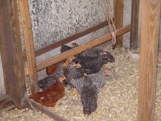12285_chicks_004.jpg